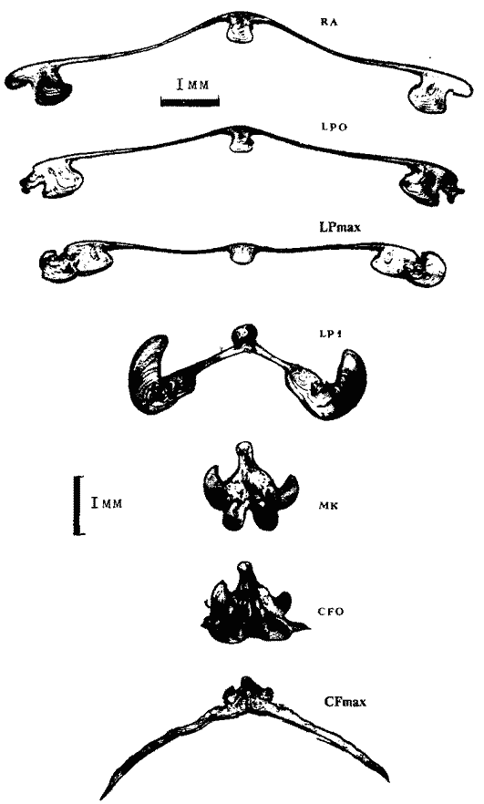 Sthenoteuthis oualaniensis (экземпляр тот же; V стадия онтогенеза гладиуса) Sthenoteuthis oualaniensis (экземпляр тот же; V стадия онтогенеза гладиуса)