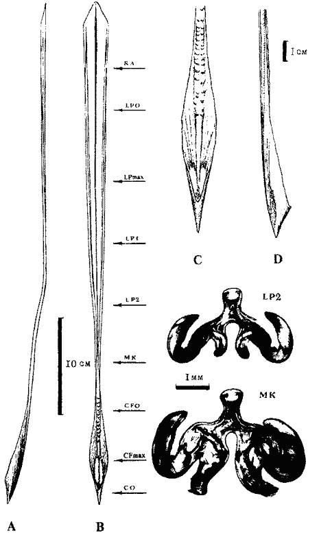Гладиус нерестовой самки Sthenoteuthis oualaniensis красноморско-аравийской группировки