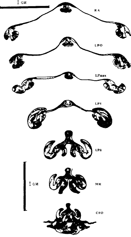 Sthenoteuthis oualaniensis (экземпляр тот же); поперечные срезы гладиуса на VI стадии онтогенеза