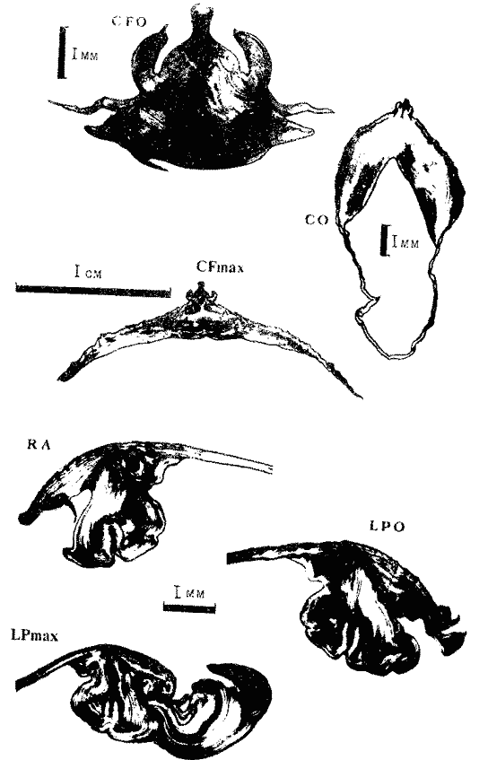 Sthenoteutnis oualaniensis (экземпляр тот же; поперечные срезы гладиуса на VI стадии онтогенеза