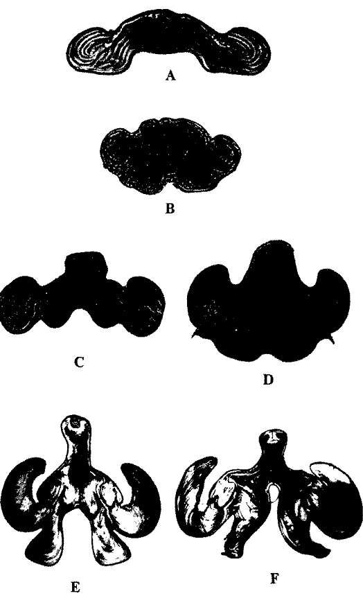 Sthenoteuthis oualaniensis; развитие стебля в онтогенезе (поперечные срезы)
