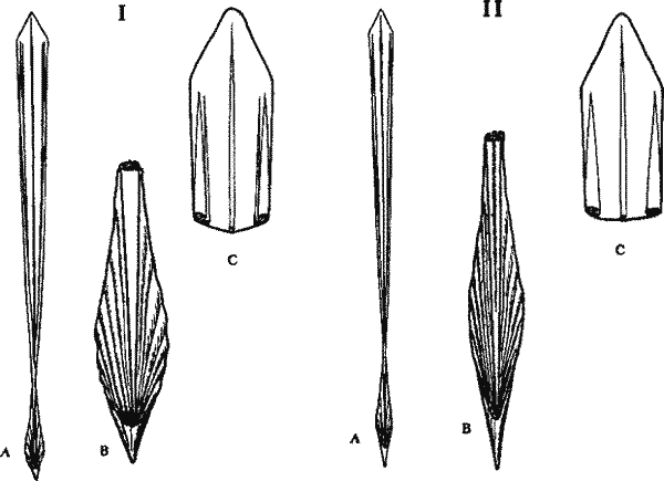 Морфологические формы строения гладиуса Sthenoteuthis oualaniensis