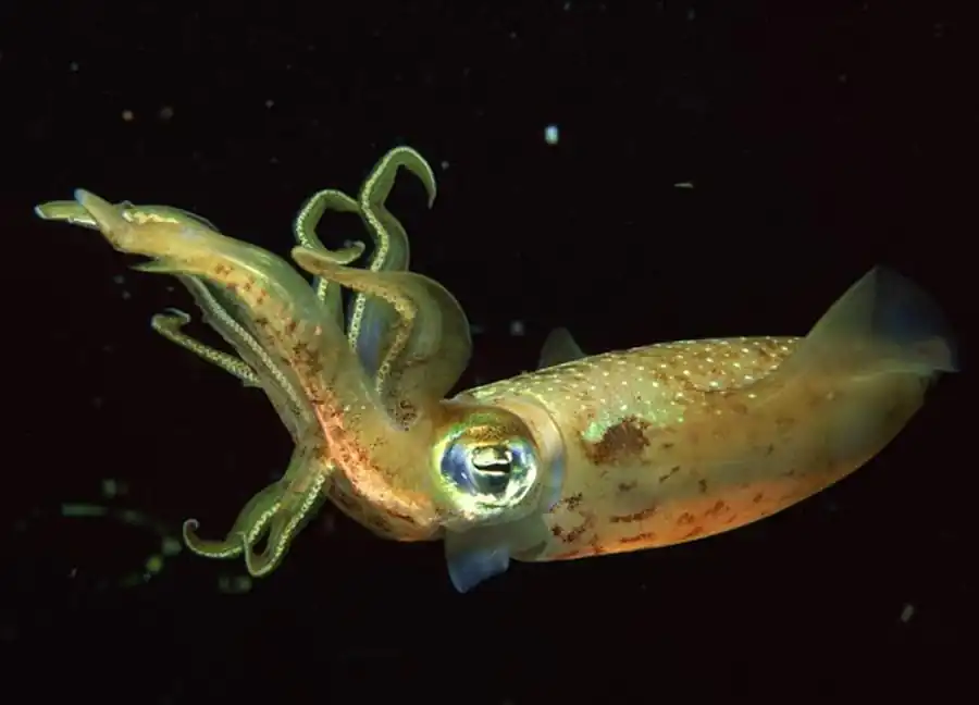 Атлас скелета кальмаров