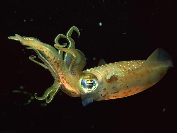 Кальмар Sthenoteuthis pteropus