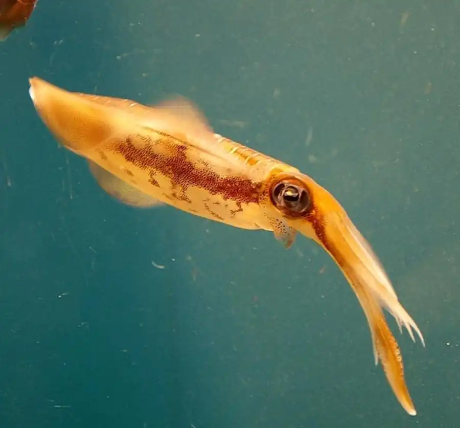 Строение крылорукого кальмара