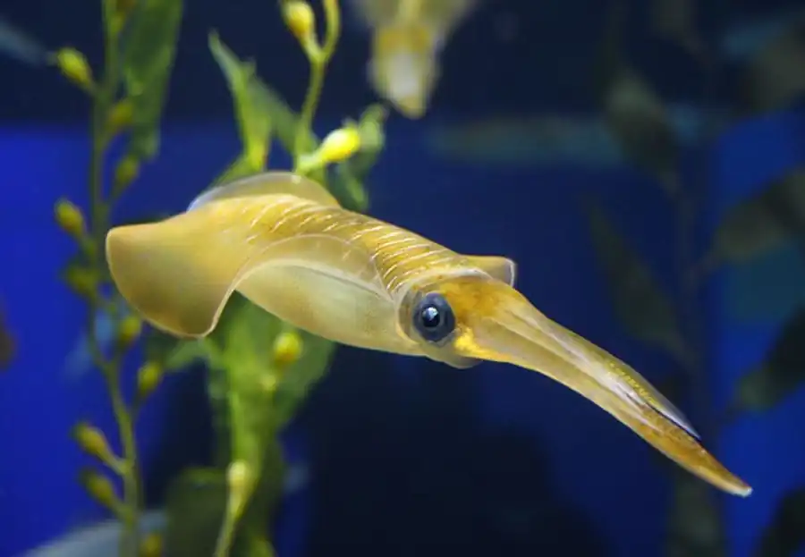 Кальмар-уаланиензис Кальмар-уаланиензис