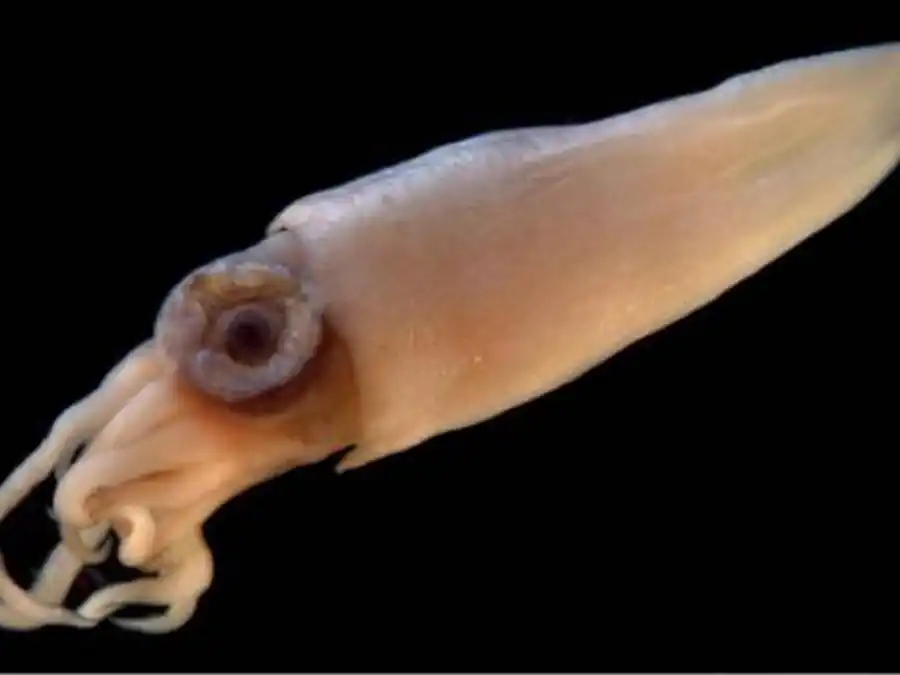 Описание кальмара-уаланиензиса Описание кальмара-уаланиензиса