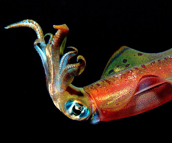 Гладиус кальмара Sthenoteuthis oualaniensis