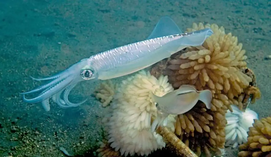 Калъмар-эуклеотевтис Калъмар-эуклеотевтис