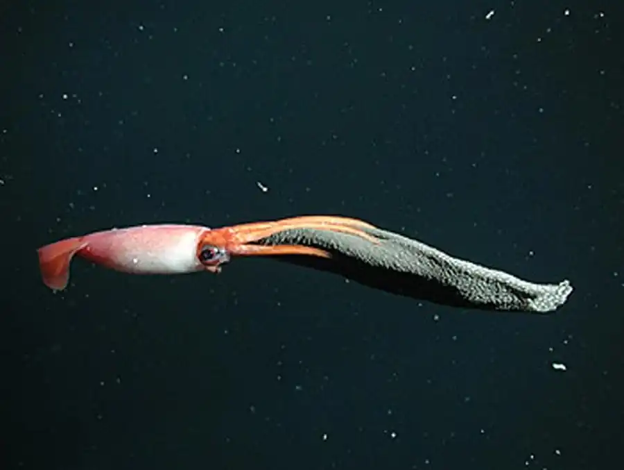 Строение гладиуса Eucleoteuthis luminosa Строение гладиуса Eucleoteuthis luminosa