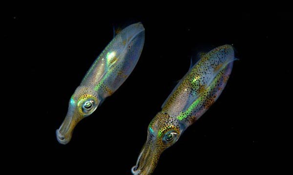 Гладиус Eucleoteuthis luminosa