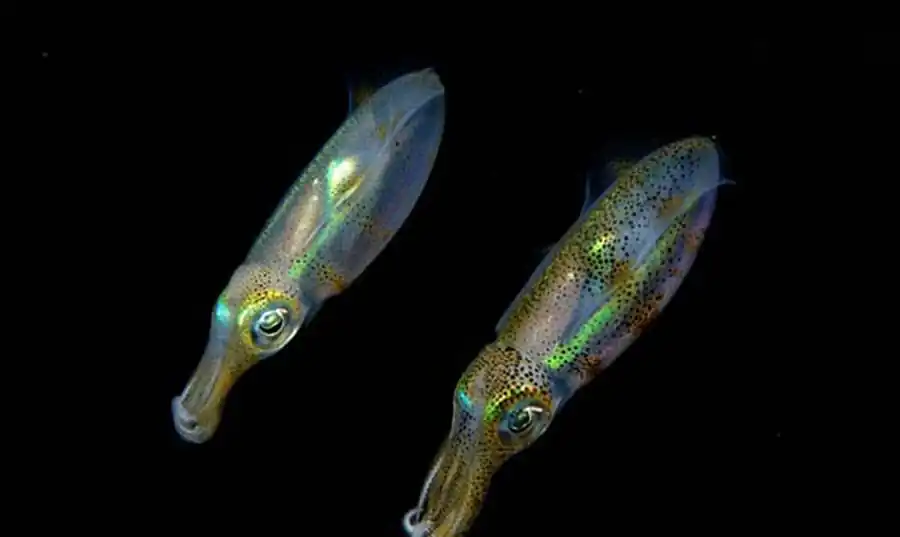 Гладиус Eucleoteuthis luminosa Гладиус Eucleoteuthis luminosa