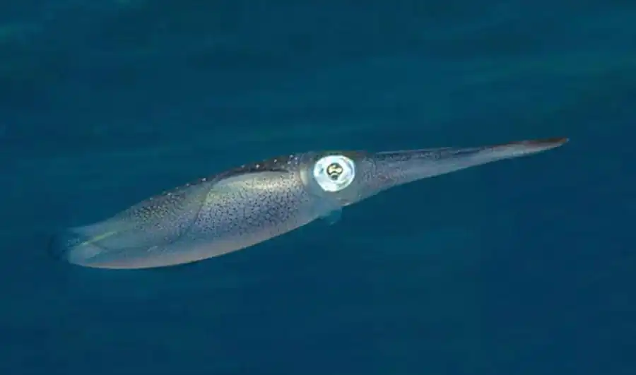 Кальмар-гиалотевтис Кальмар-гиалотевтис