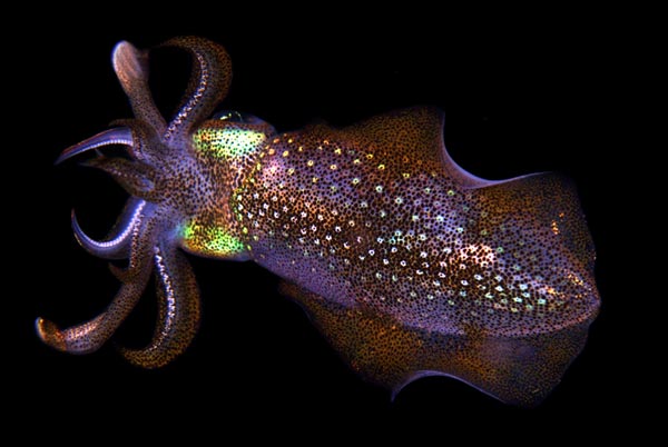 Строение гладиуса Hyaloteuthis pelagica