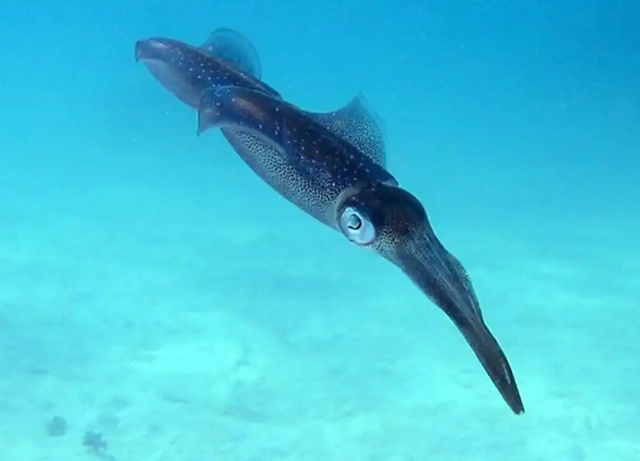 Три различные тенденции изменения конуса Teuthida Три различные тенденции изменения конуса Teuthida