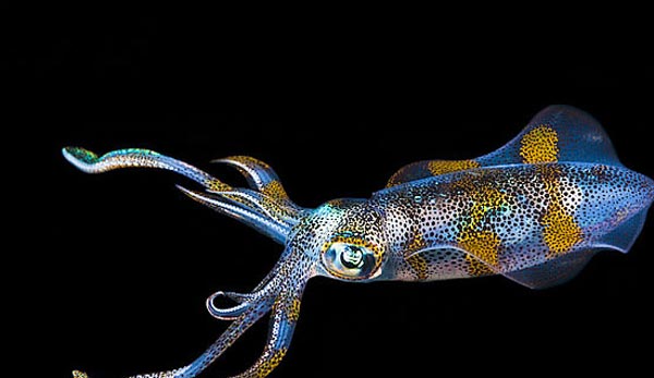 Гладиус Hyaloteuthis pelagica