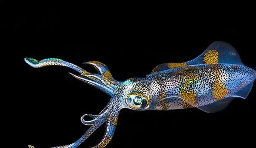 Гладиус Hyaloteuthis pelagica Гладиус Hyaloteuthis pelagica