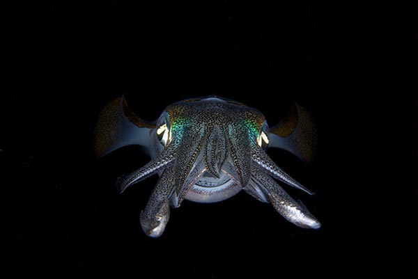 Определительный ключ семейства Ommastrephidae до уровня рода по гладиусам