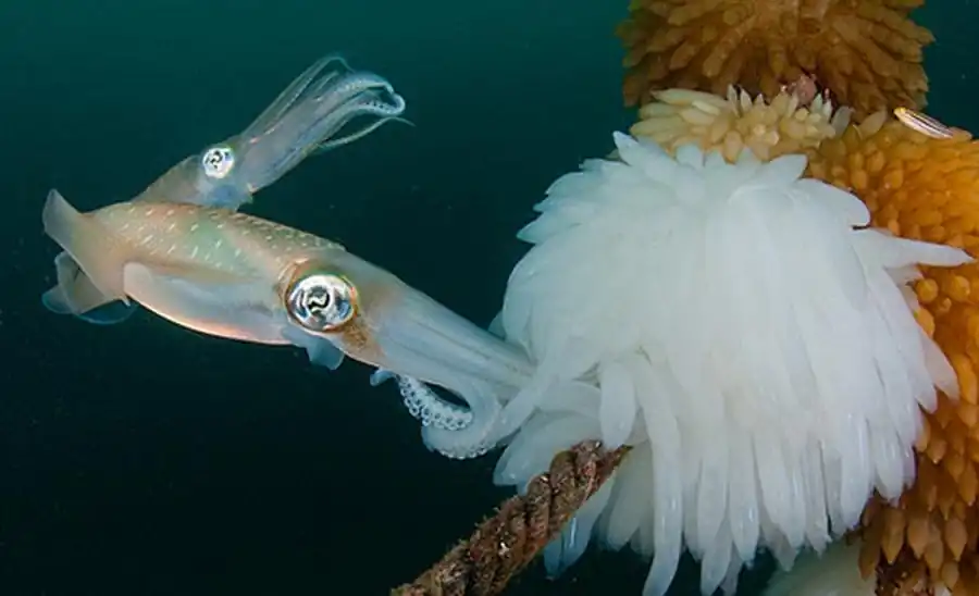 Определительный ключ семейства Ommastrephidae Определительный ключ семейства Ommastrephidae