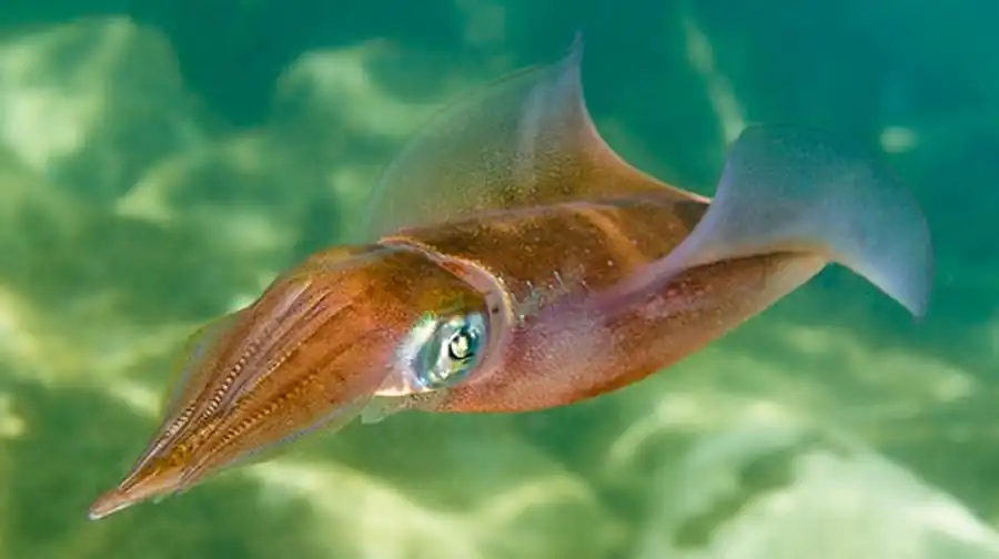 Ключ семейства Ommastrephidae