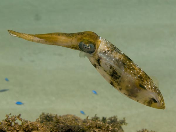 Морфологическая классификация гладиусов Оммастрефид
