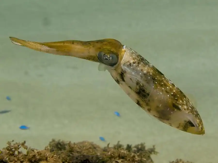 Морфологическая классификация гладиусов Оммастрефид