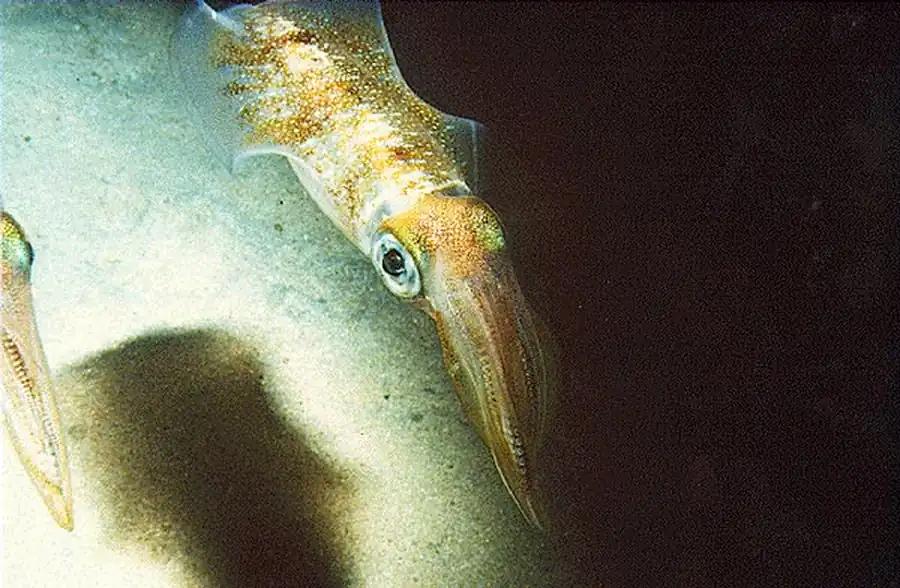 Морфология гладиусов кальмаров оммастрефид Морфология гладиусов кальмаров оммастрефид