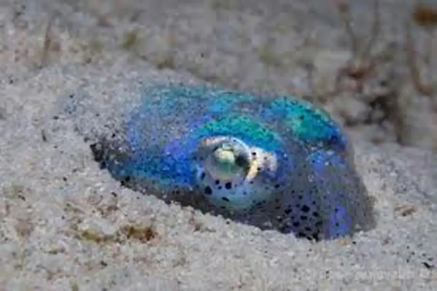 Гладиус разных кальмаров