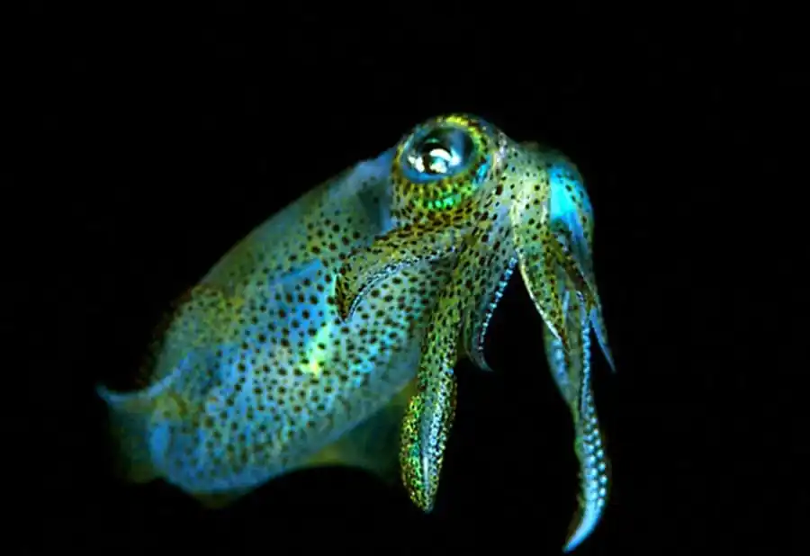 Кальмары Nototodarus и Martialia Кальмары Nototodarus и Martialia