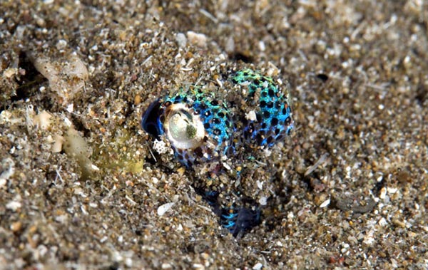 Эволюция гладиусов в семействе Ommastrephidae