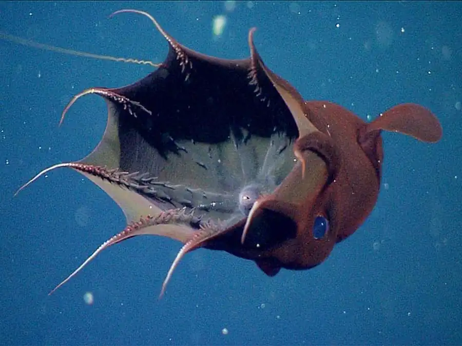 Тенденция к редукции конуса у кальмаров Тенденция к редукции конуса у кальмаров