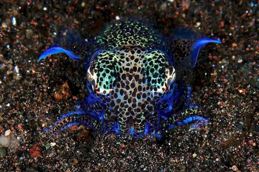 Гладиус предков оммастрефид Гладиус предков оммастрефид