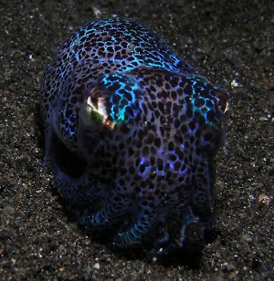 Классификация онтогенеза гладиуса оммастрефид Классификация онтогенеза гладиуса оммастрефид