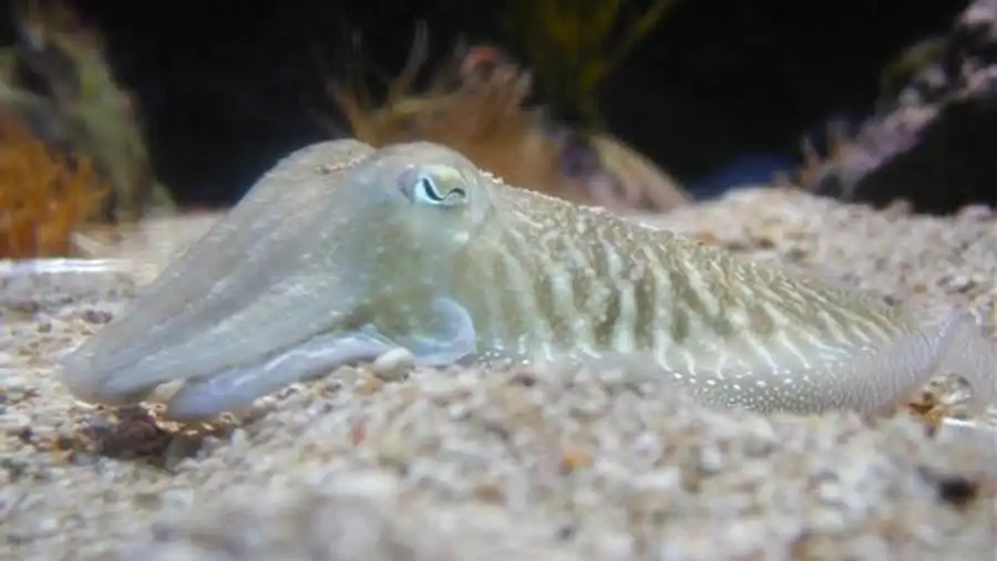 Онтогенез гладиуса оммастрефид