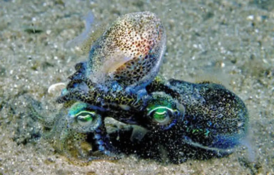 Макропланктонная стадия кальмара Макропланктонная стадия кальмара