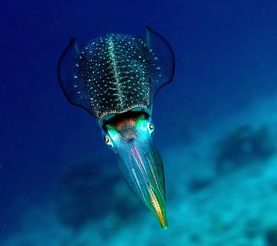 Внутреннее строение гладиуса Sthenoteuthis oualaniensis Внутреннее строение гладиуса Sthenoteuthis oualaniensis