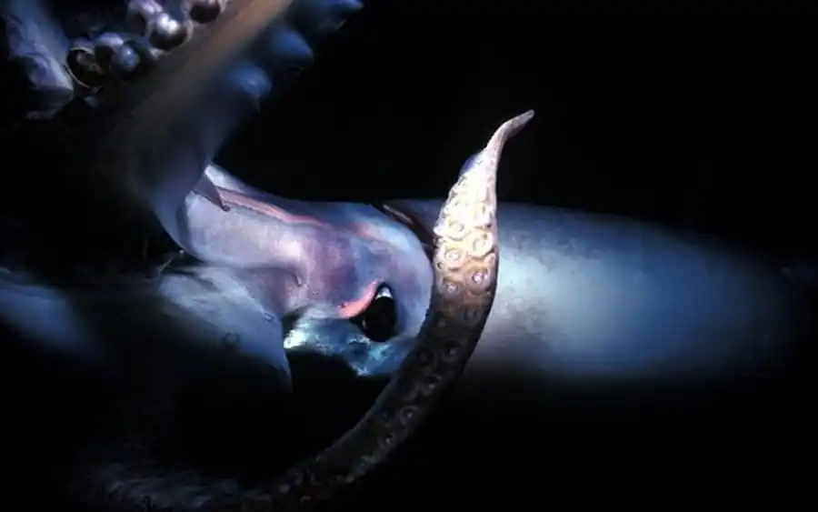 Микронектонная стадия кальмара Микронектонная стадия кальмара