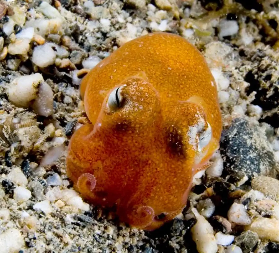 Нектонная стадия кальмара Нектонная стадия кальмара