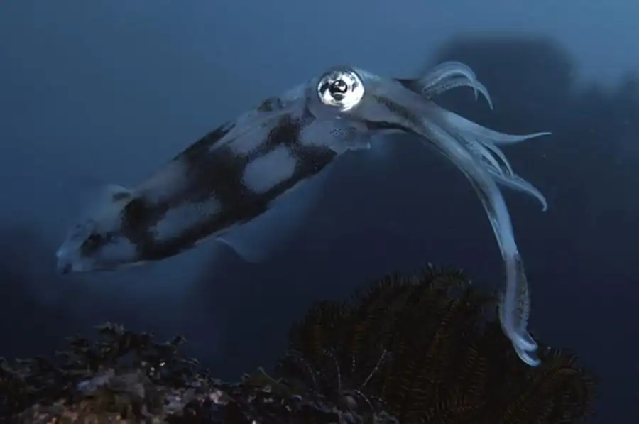 Макронектонная стадия кальмара Макронектонная стадия кальмара