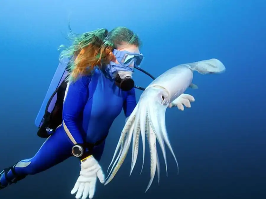 Плоский конус обнаружен у Selenoteuthis scintillans
