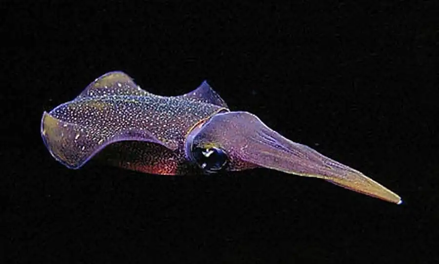 Развитие гладиуса кальмаров-оммастрефин