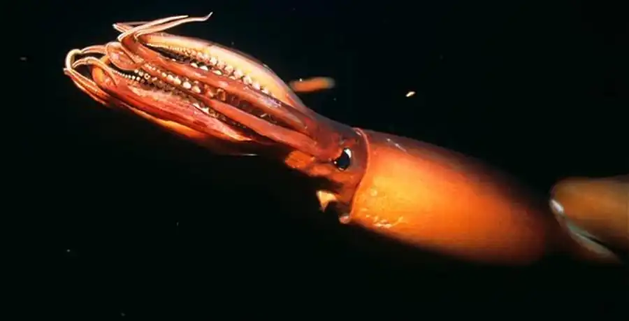 Внутривидовая структура кальмара-уаланиензиса Внутривидовая структура кальмара-уаланиензиса