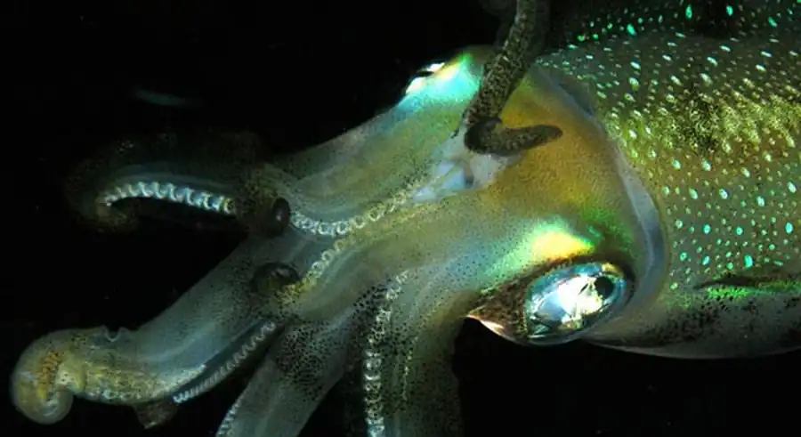 Внутривидовая структура Sthenoteuthis oualaniensis