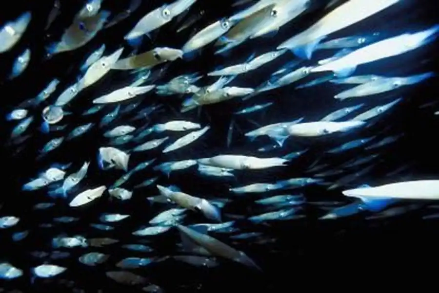 Внутривидовая структура кальмара Sthenoteuthis oualaniensis