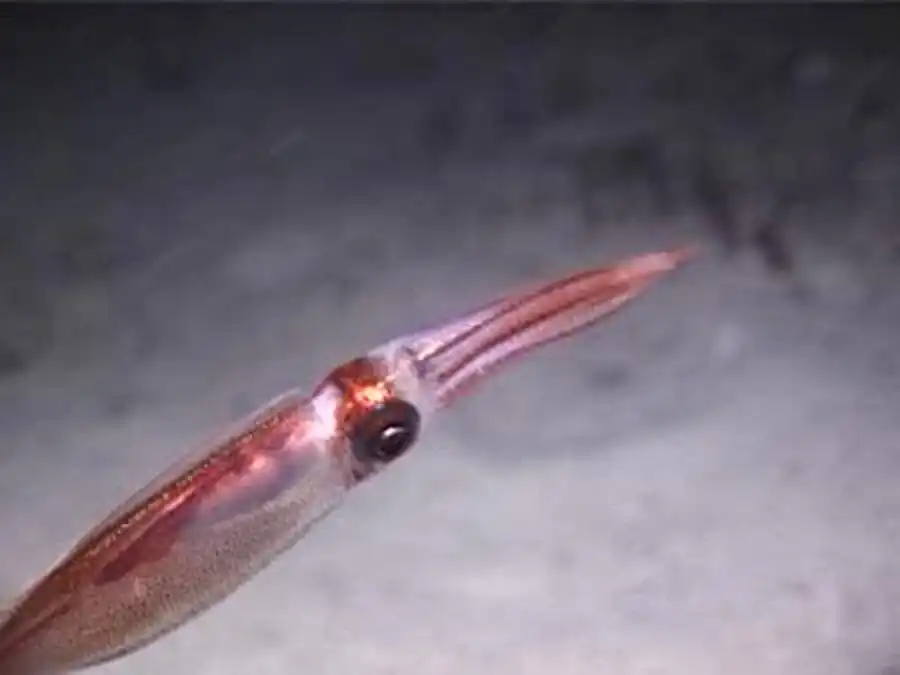 Морфологические типы гладиуса кальмара-уаланиензиса Морфологические типы гладиуса кальмара-уаланиензиса