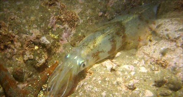 Анализ внутривидовой изменчивости гладиуса Sthenoteuthis oualaniensis