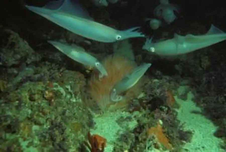 Характеристики гладиуса кальмара-уаланиензиса Характеристики гладиуса кальмара-уаланиензиса