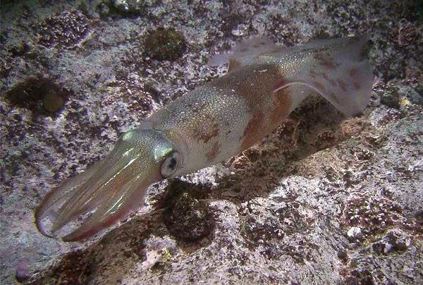Дискриминантный анализ морфометрии гладиуса кальмара