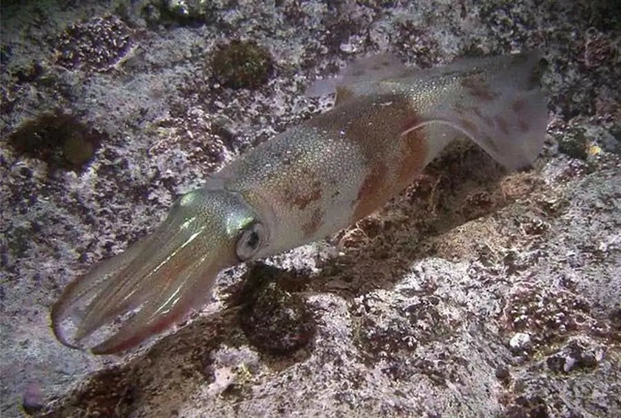 Дискриминантный анализ морфометрии гладиуса кальмара Дискриминантный анализ морфометрии гладиуса кальмара