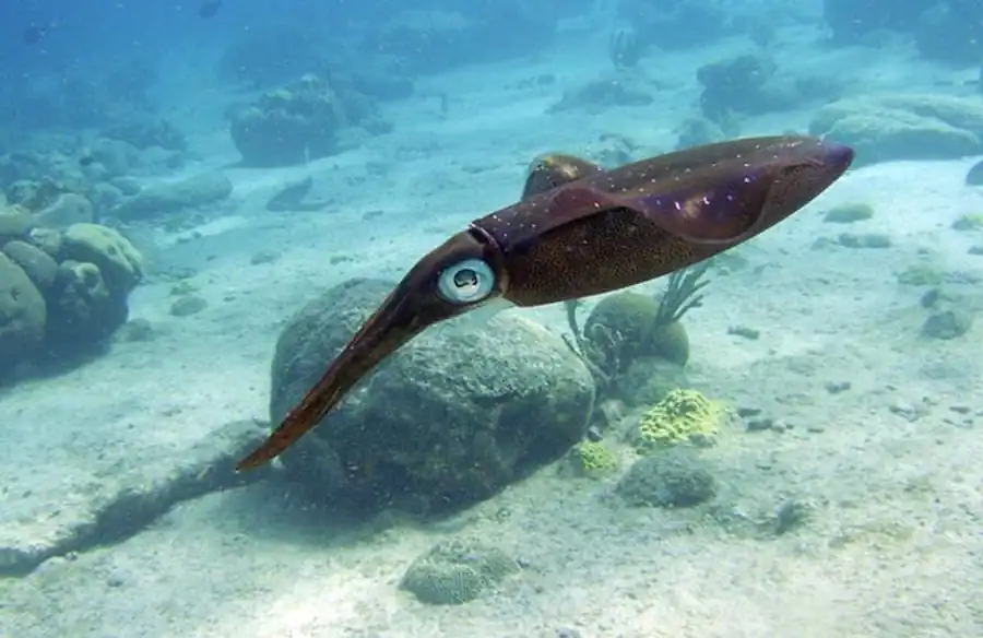 Эволюцию рострума кальмаров можно исследовать лишь с учетом изменения его функции Эволюцию рострума кальмаров можно исследовать лишь с учетом изменения его функции